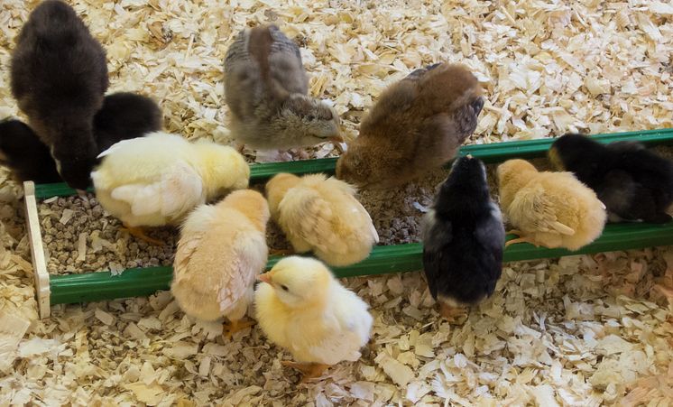 Kycklingar i barnens bondgård