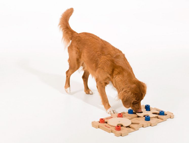 MixMax spel för smarta hundar