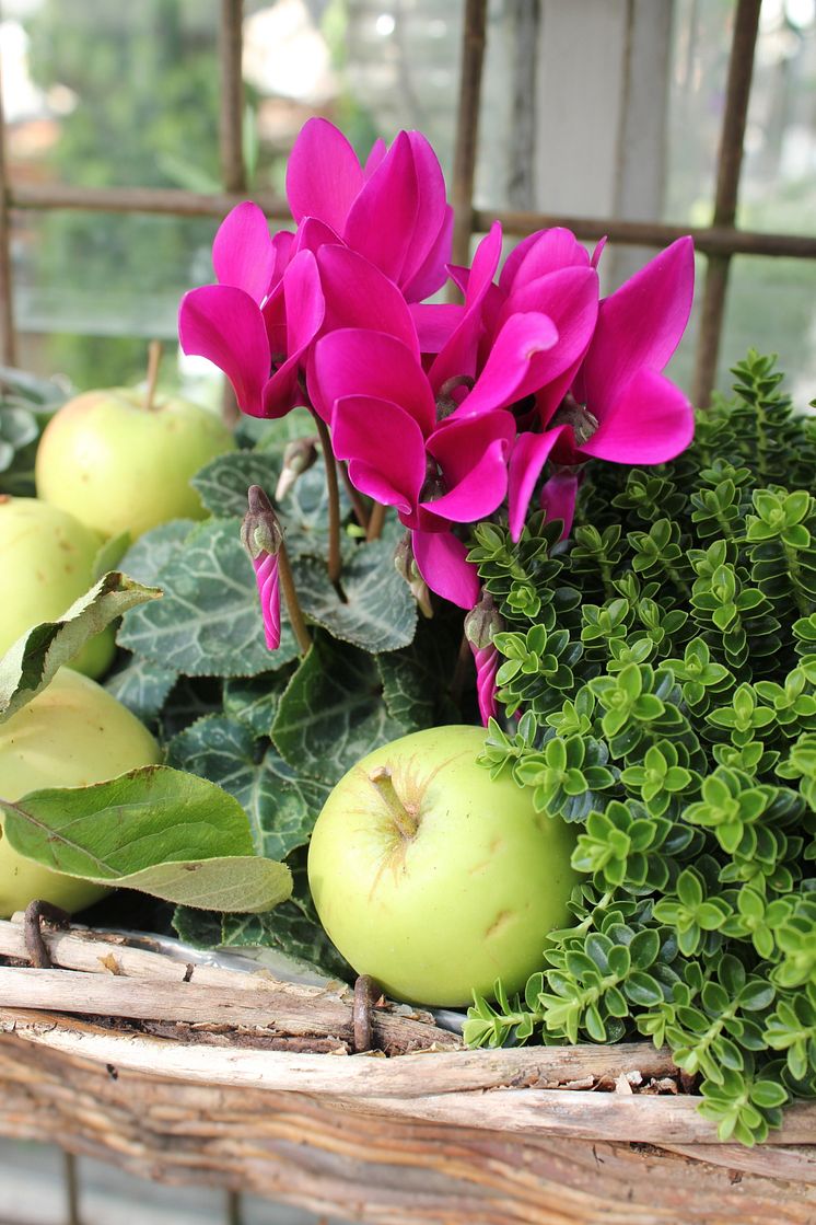 Hebe och cyklamen, Cyclamen persicum