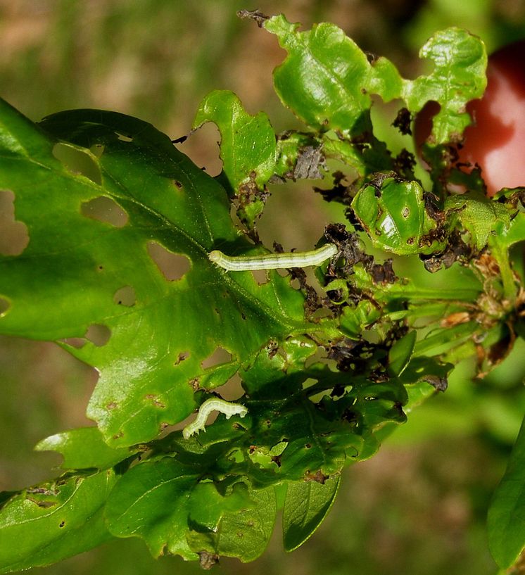 Frostmätarlarver (Operophtera brumata) på ekblad.