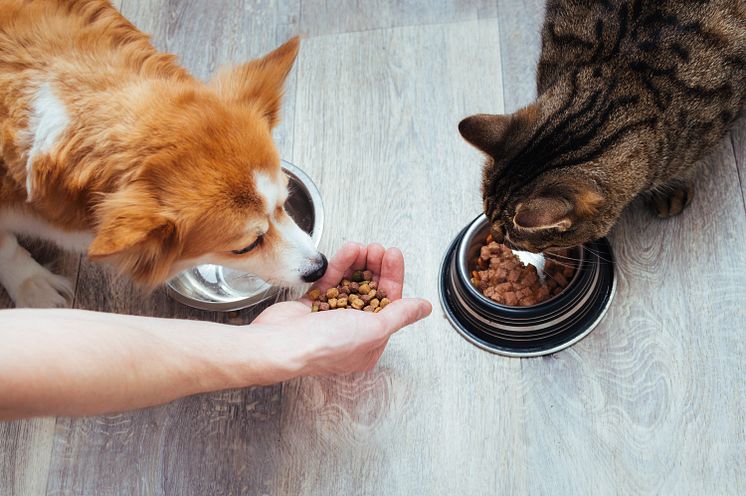 Fôring_katt_og_hund.jpg