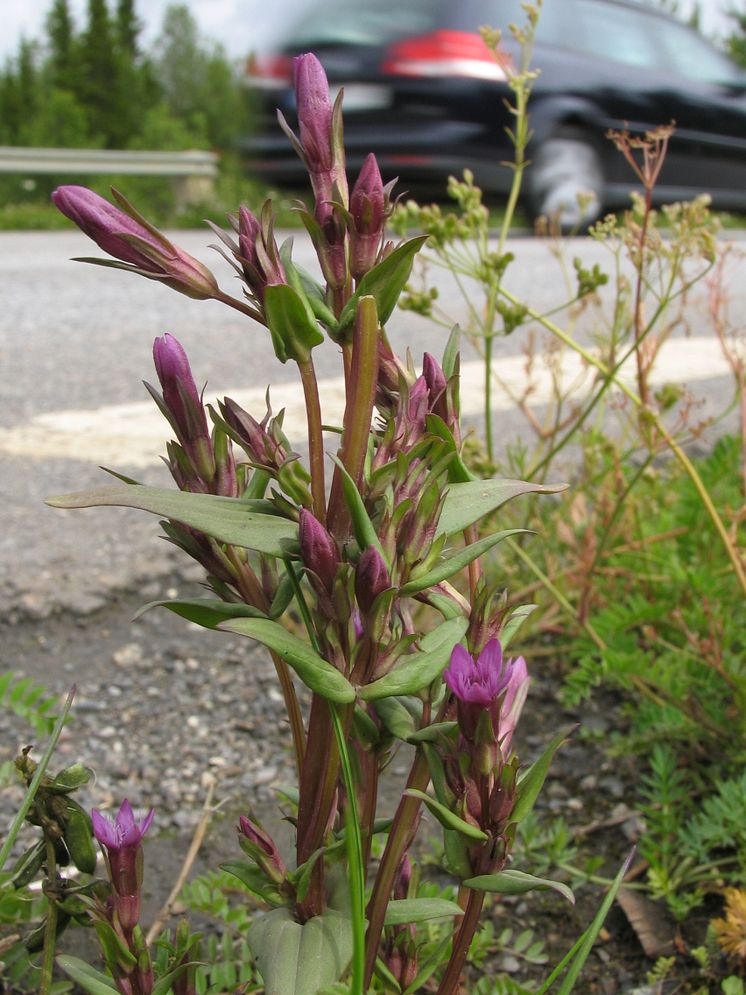 Ängsgentiana