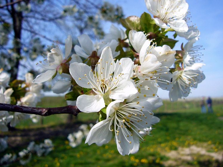 Blütenpracht im Sächsischen Obstland Dürrweitzschen