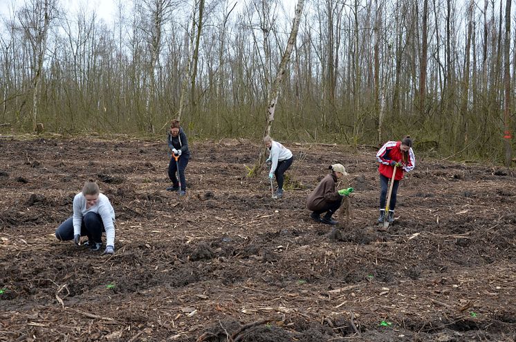 Waldmeisterschaft 2024 - Pflanztermin am Kulkwitzer See 