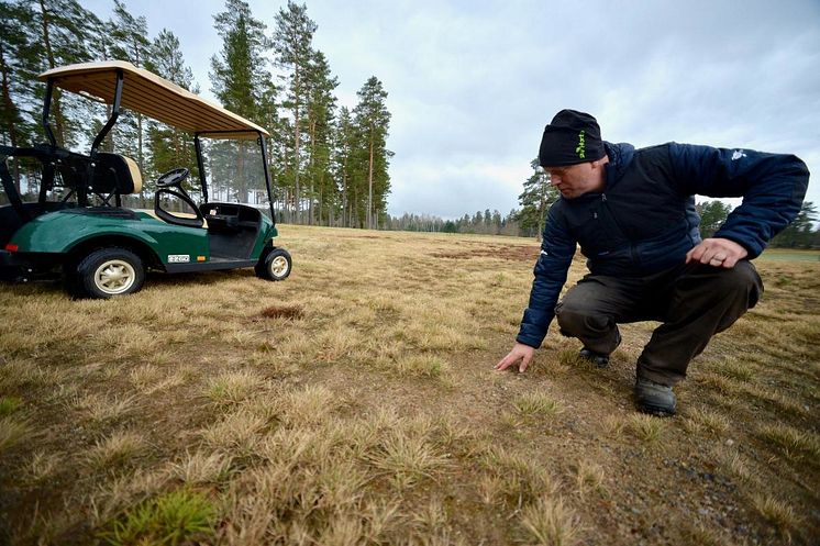 Patrik Tagesson, Nybro golfklubb