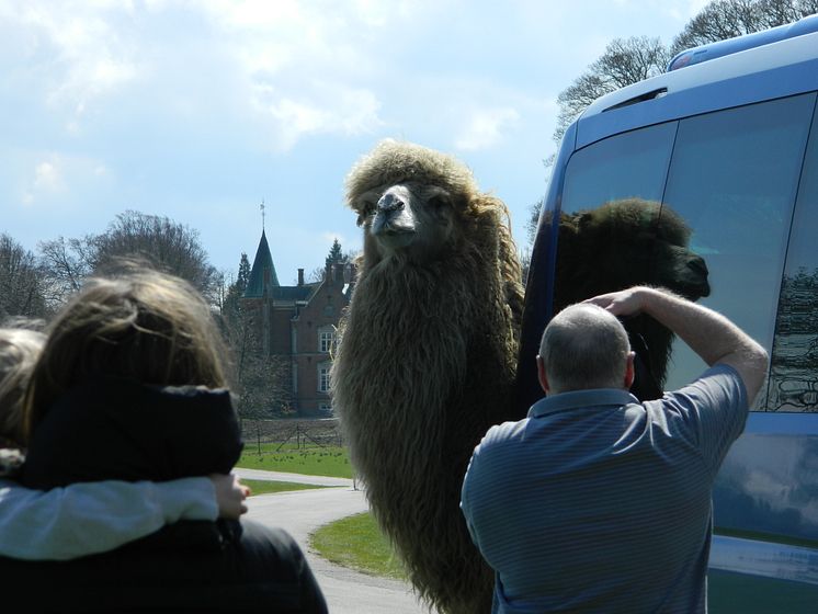 Destinationen in Dänemark – Knuthenborg Safaripark