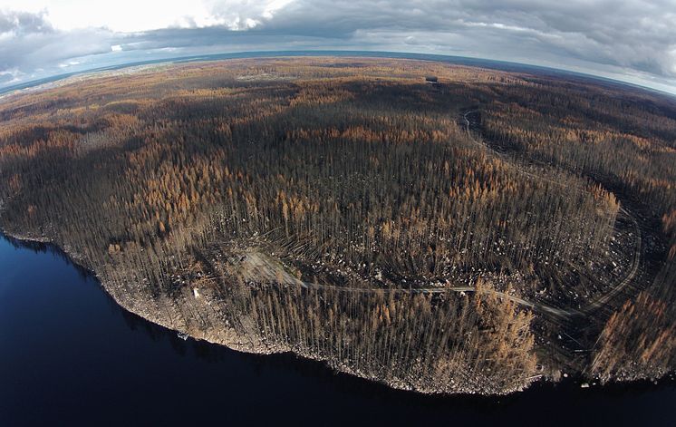 Dramatiska förändringar i växt- och djurliv efter storbranden i Västmanland