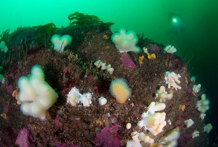 Fiskefria områden införs för att skydda känsliga miljöer i Bratten