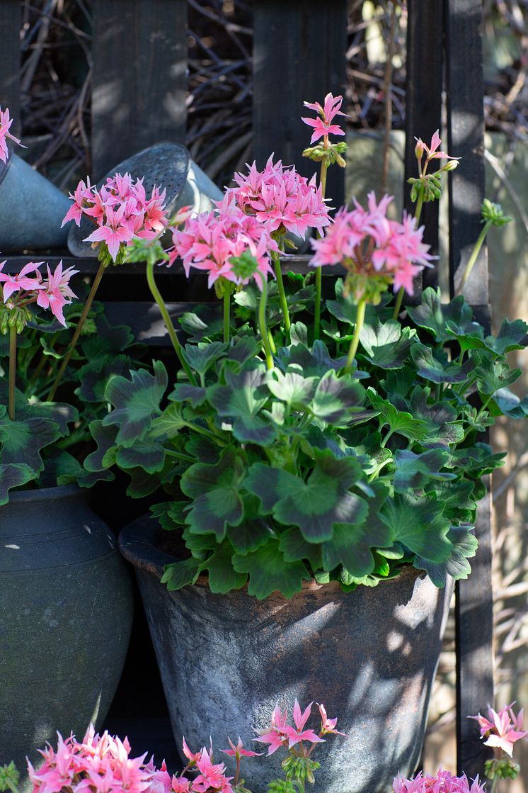 Årets Pelargon 2025 26 Pelargonium Summer Twist Rose foto annikasnaturligating (11).jpg