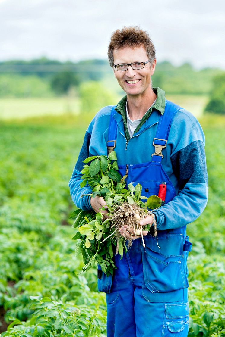 Estrellas potatisodlare, Per-Johan Påhlstorp, i den ekologiska odlingen. 