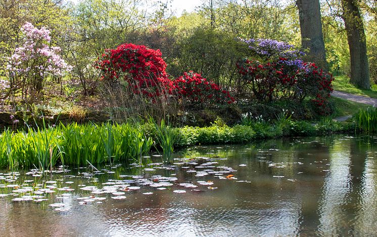 Rhododendron