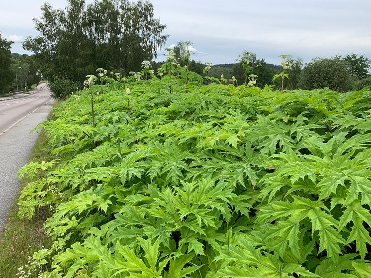 Jätteloka