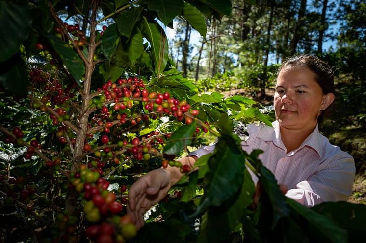 Comsa kaffefarm i Marsela, La Paz, Honduras