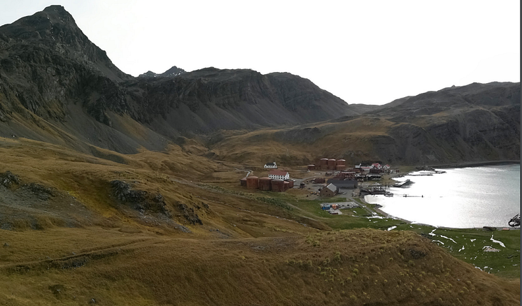 Grytviken from viewpoint