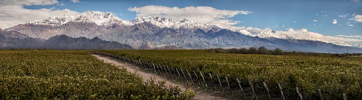 Trivento vinmarker  ved foten av Andesfjellene
