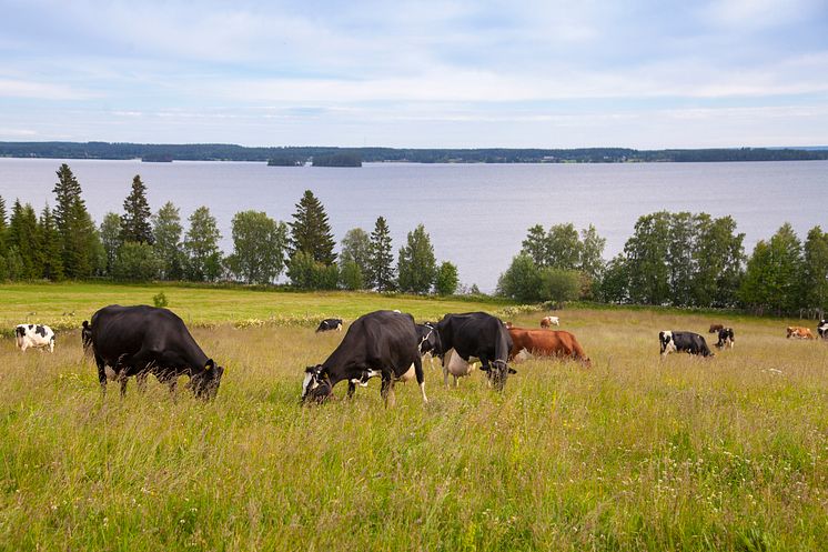 Kor som betar i Norrland.jpg