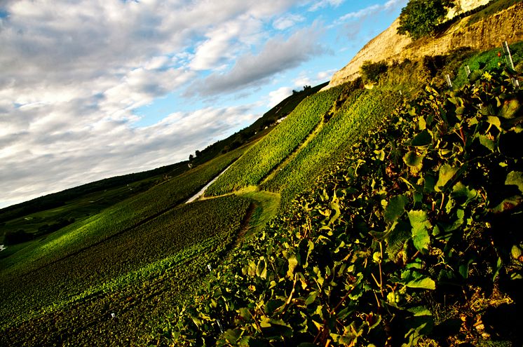 Vineyard C+¦te aux Enfants.jpg