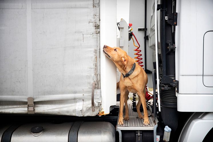 Årets narkotikasökhund 2020