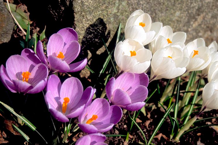 Krokus