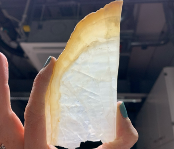 A thick section of stalagmite, taken from a cave SA09. Photo credit Dr Monika Markowska.png