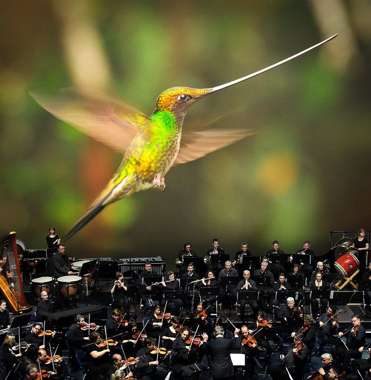 Hummingbird_Orchesta