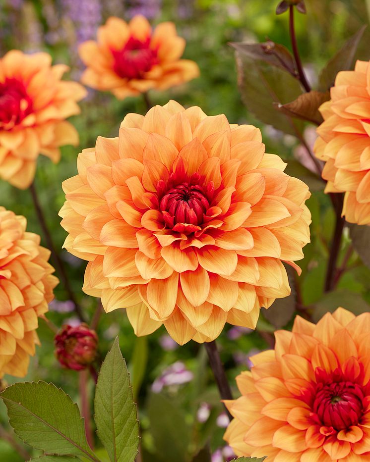 Dahlia Statue of Orange.jpg