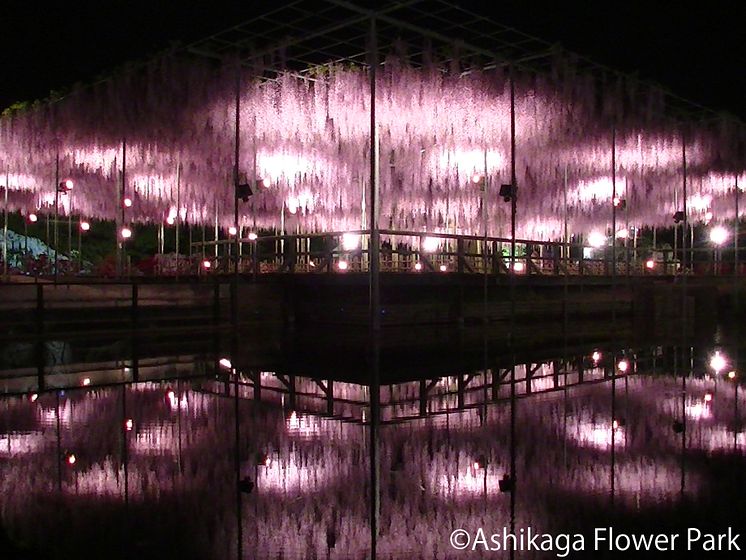 Ashikaga Flower Park(3)