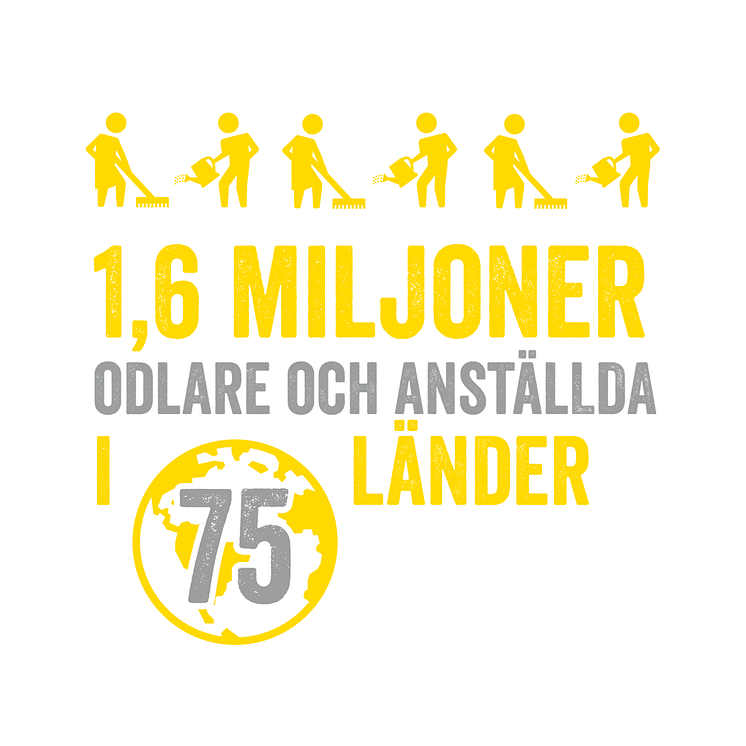 Fairtrade omfattar 1,6 miljoner odlare och anställda i 75 länder