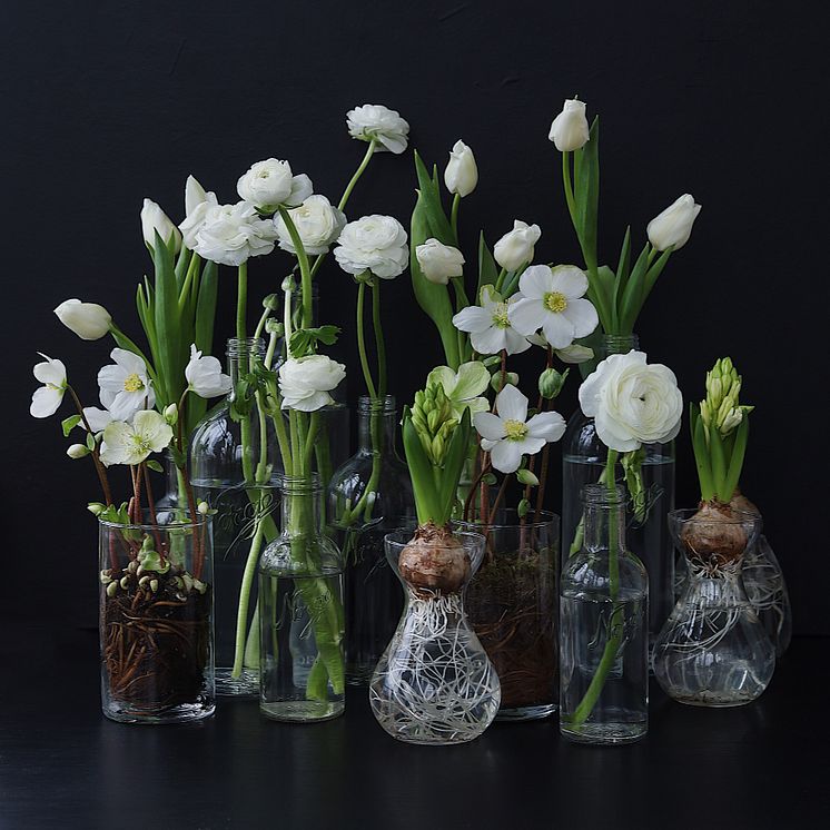 Helleborus, Julerose, Ranunkler 