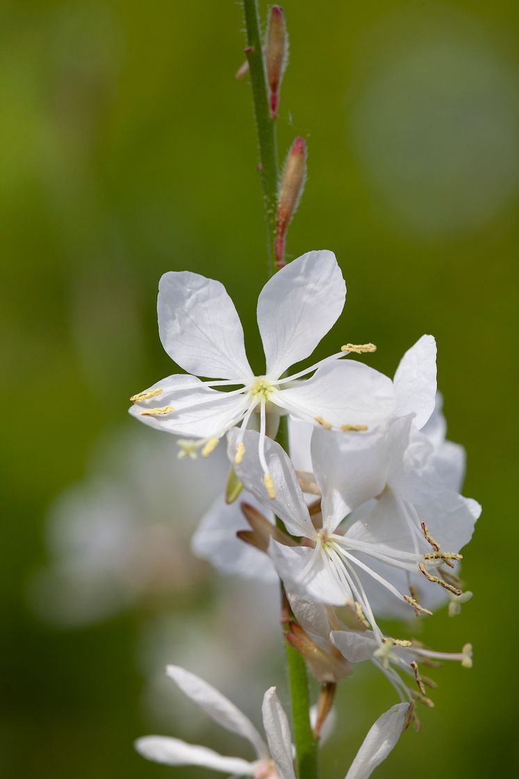 Gaura 2018 Foto@annikasnaturligating   (5)