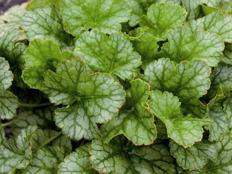 Heuchera ’Peppermint Ice’