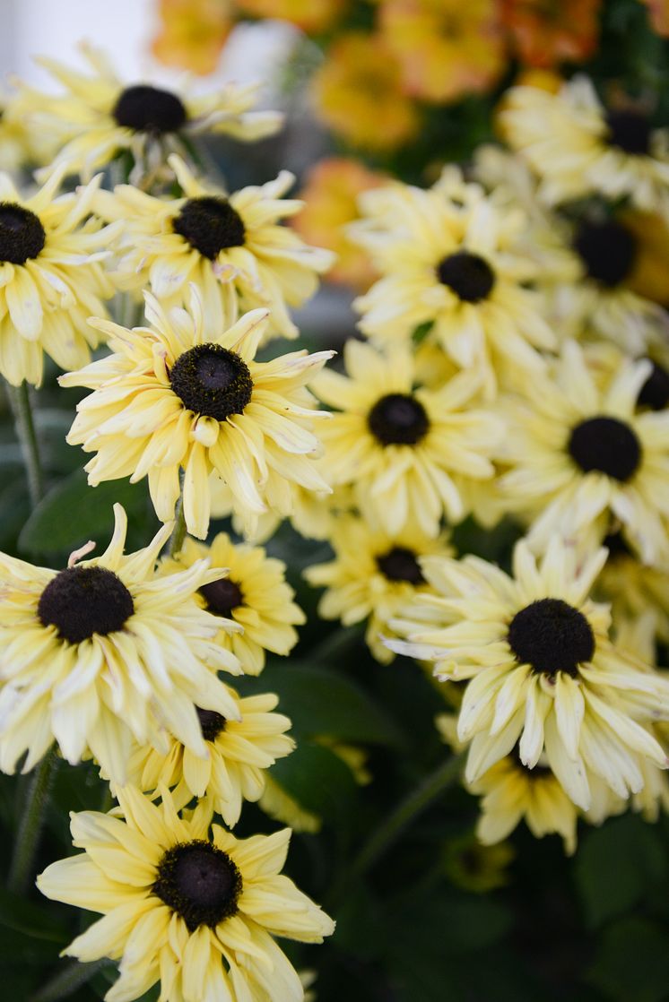 Rudbeckia_2024