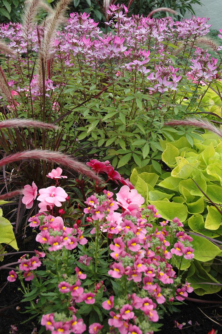 Paradisblomster, Nemesia, Fjäderborstgräs