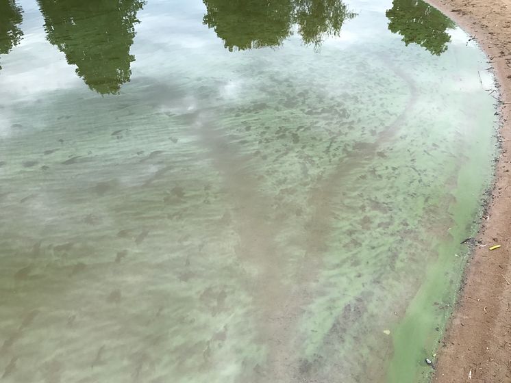 Arkivbild från algblomning i Sundstatjärn. 