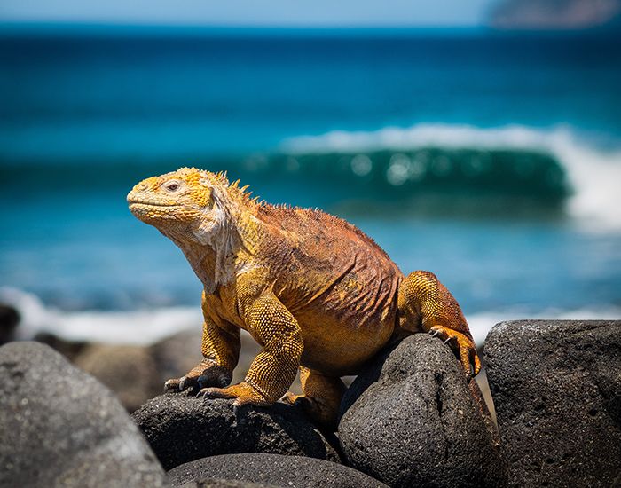 Galapagos