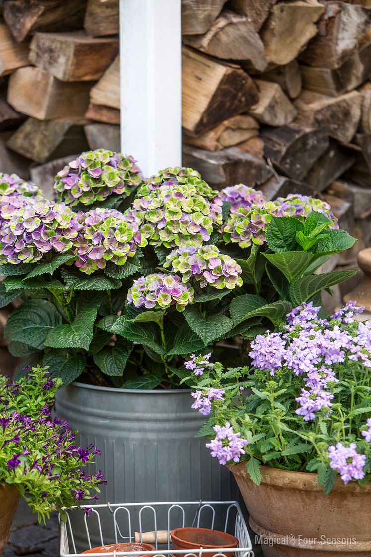 Hortensia Magical@Coral Blue