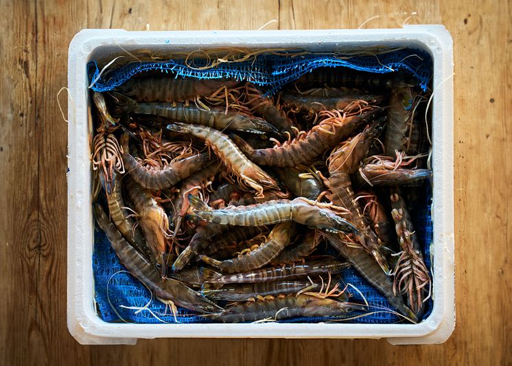 Kuruma prawns.jpg