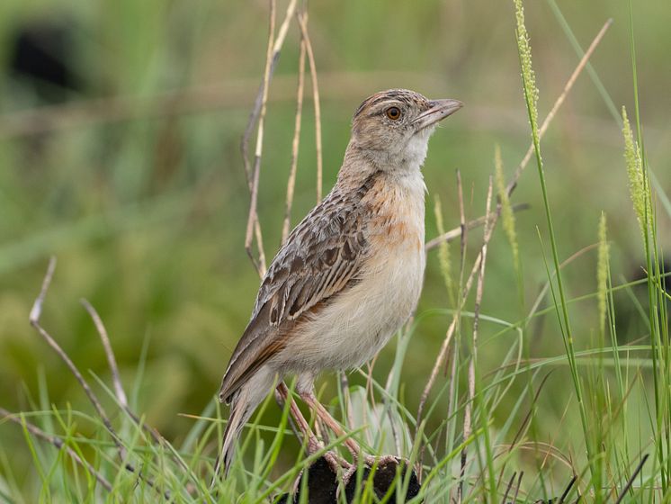 Corypha kabalii (Plain Lark)