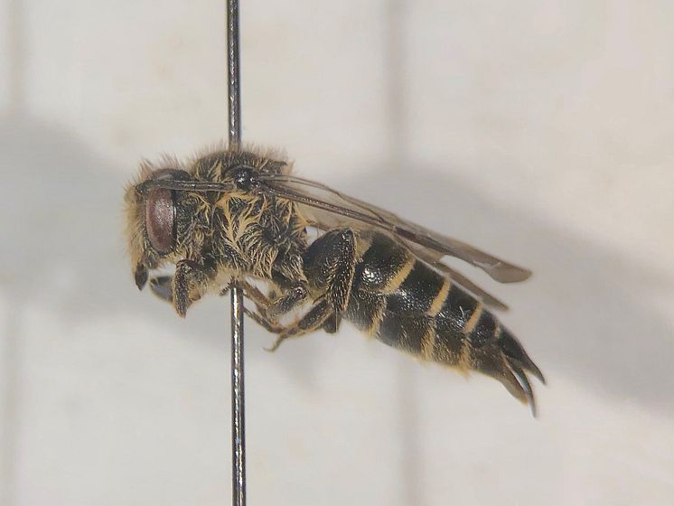 Träkägelbi (Coelioxys alatus)