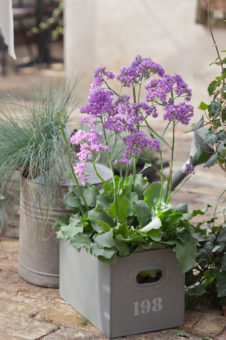 Heliotroprisp, Limonium perezii 'Salt Lake'