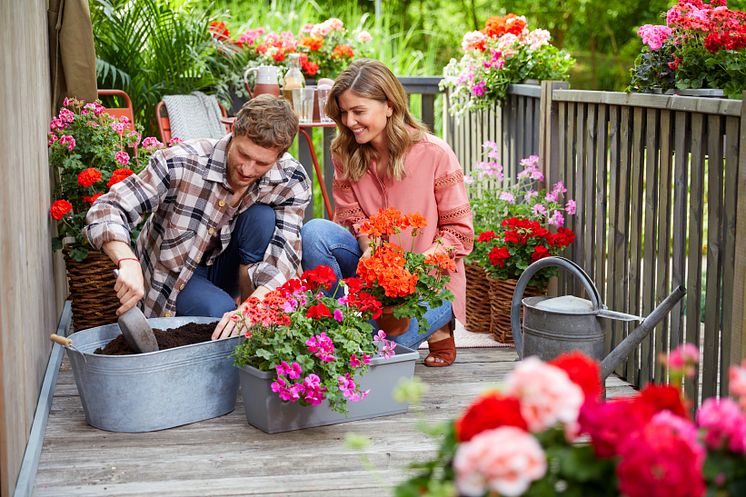 2022_Geraniums_1000_Plant_Joy_03.jpg