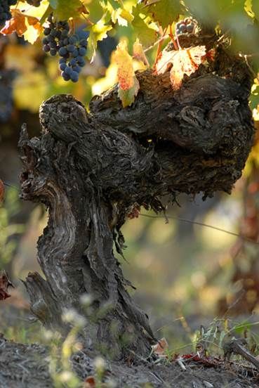 100- vuotta vanha viiniköynnös Santa Helena, Colchagua Valley Chile