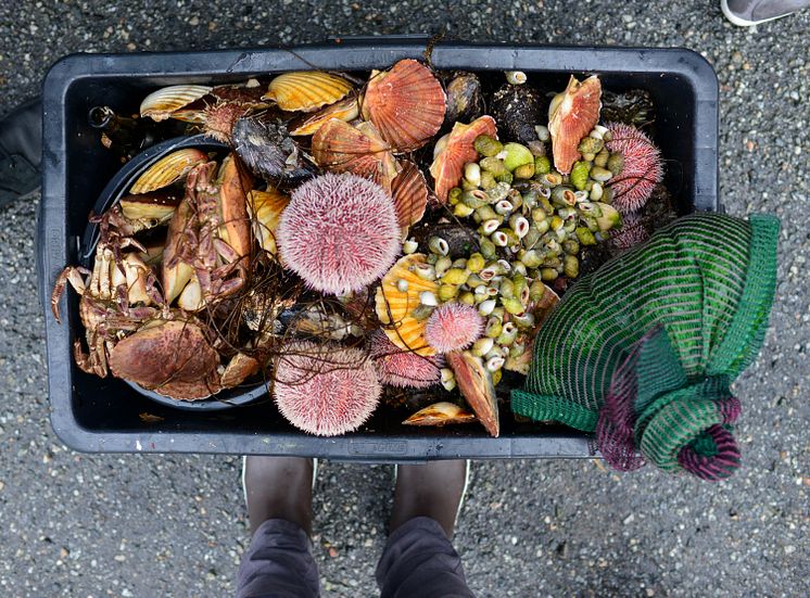 Fresh Seafood - Photo - LYSVERKET - NEO FJORDIC BOUNTY - BONJWING LEE.JPG