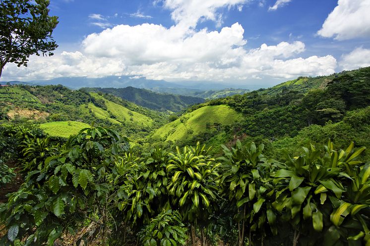 Forest Day Costa Rica