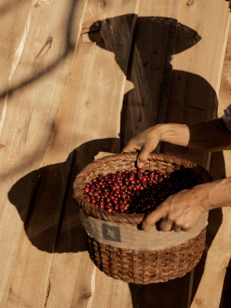 COSTA_RICA_SHOOTING_FARM_SHADOW_04372