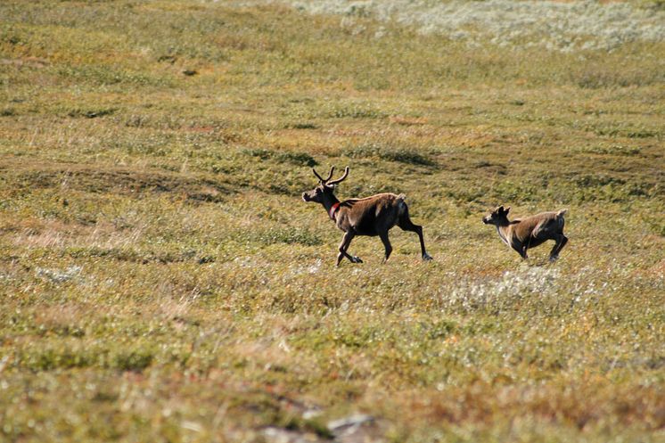 Rovdjur hindrar renar från att ”surfa på grön våg”