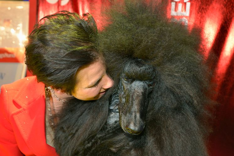 Storpudel blev Best In Show på Stockholm Hundmässa