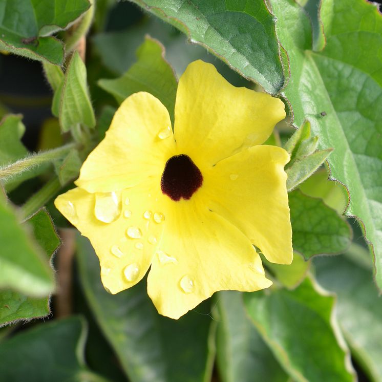 30 Thunbergia alata CloseUp