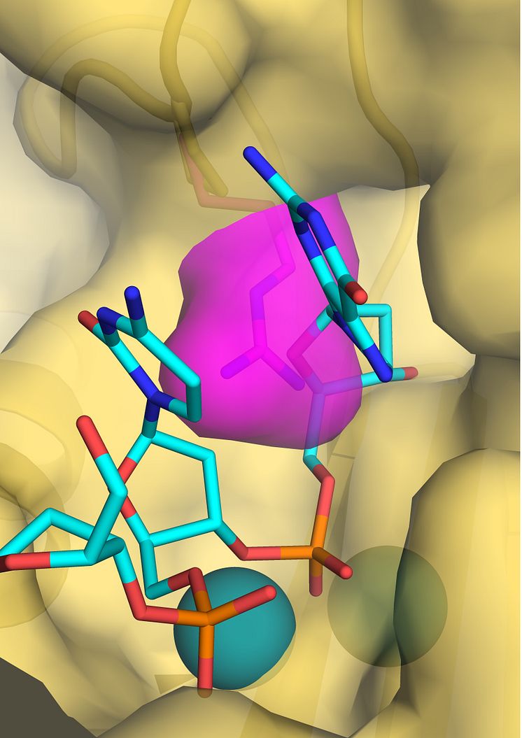 DNA polymeras epsilon