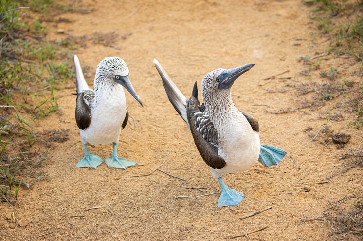 Galapagos_Ecuador_Blue Footed Boobies_Photo_Ashton_Ray_Hansen.JPG